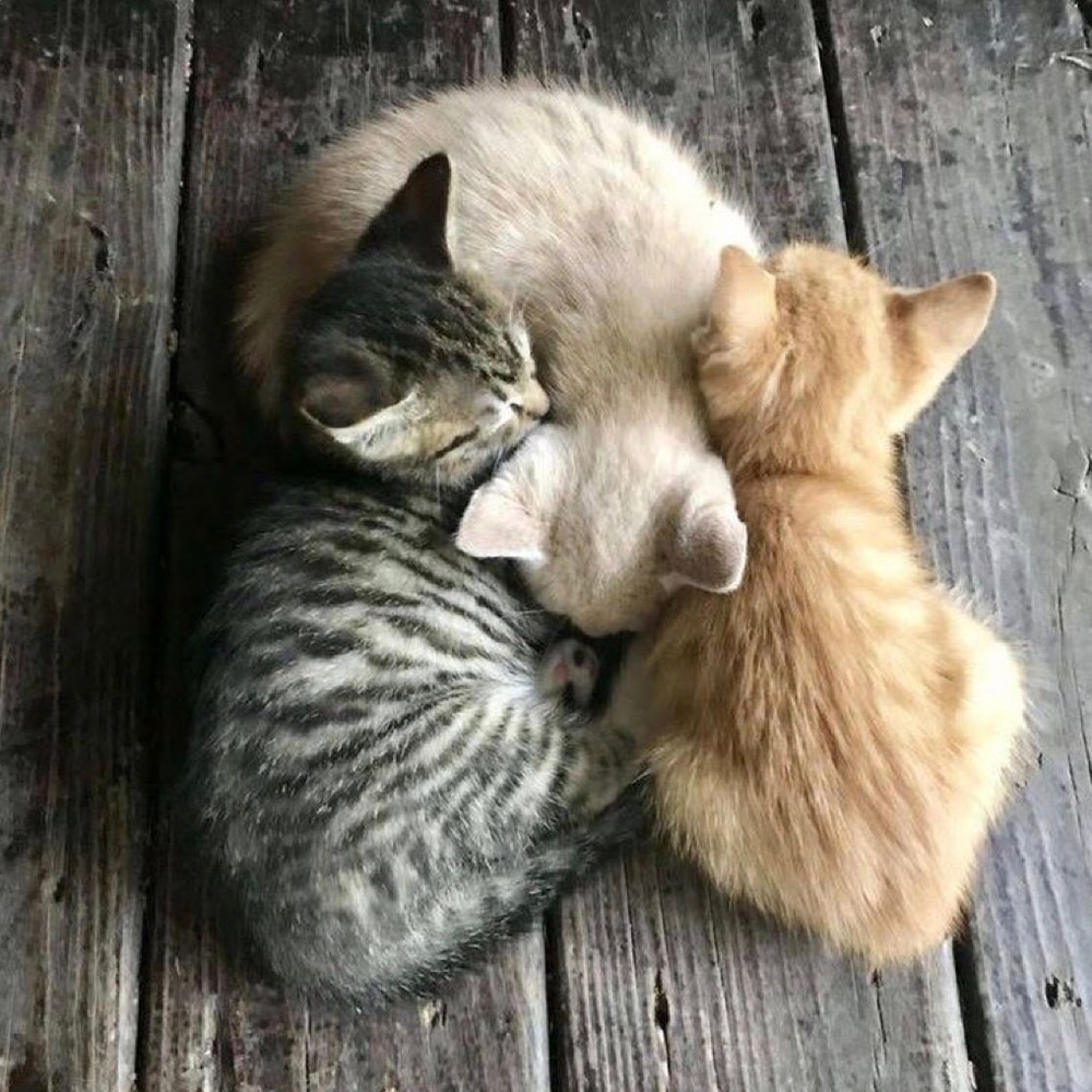 Meet your Posher, Maia